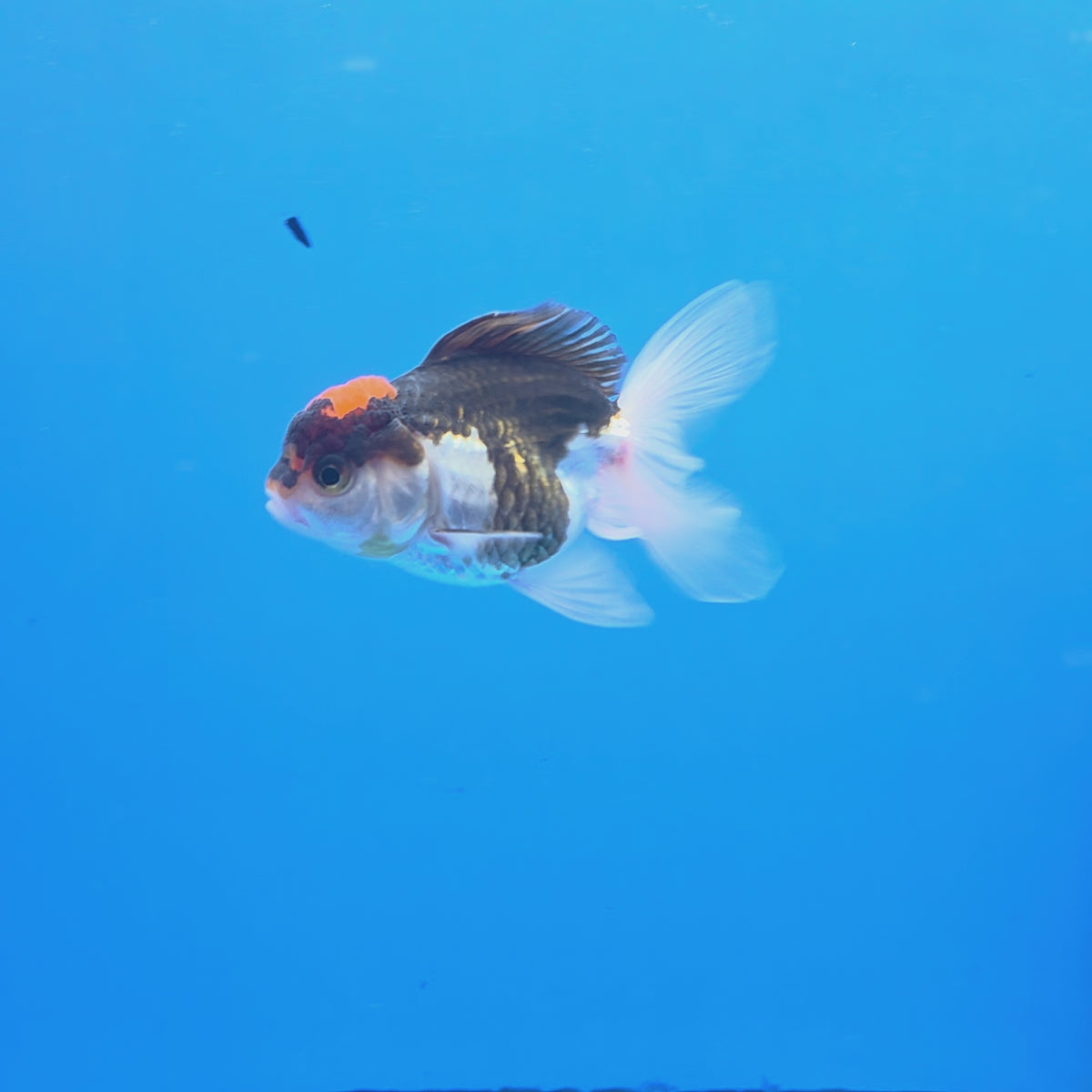 Thai Oranda Tri-Color 2.5" Body Female (FEB-902)R3B20