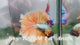 Live Male Betta Yellow Copper Mustard Over Halfmoon  (Sky-1275) High quality What you see What you get!!