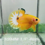 Live Male Betta Fancy Yellow Hellboy Startail Plakat (Sky-1094)S383 High quality What you see What you get!!