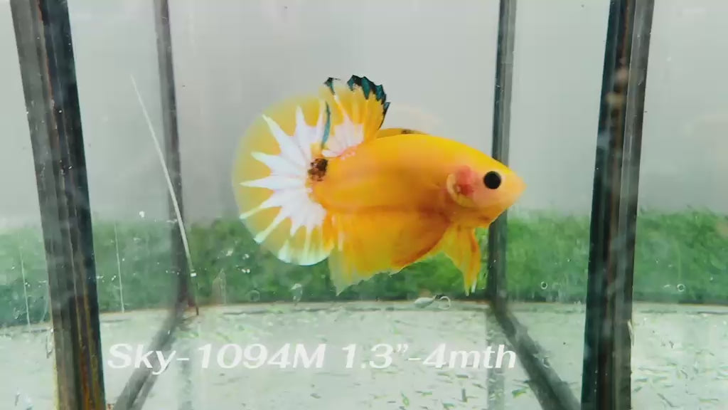Live Male Betta Fancy Yellow Hellboy Startail Plakat (Sky-1094) High quality What you see What you get!!
