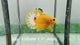 Live Male Betta Fancy Yellow Hellboy Startail Plakat (Sky-1094) High quality What you see What you get!!