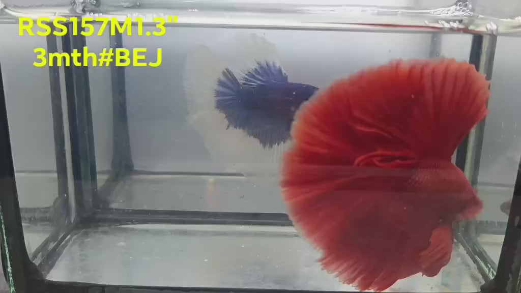 Live Male Betta Super Red Solid color Halfmoon (RSS-157)High quality what you see what you get!!
