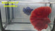 Live Male Betta Super Red Solid color Halfmoon (RSS-157)High quality what you see what you get!!
