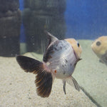 Thai Oranda Lemon head Panda 2.7” Male(FEB-650)R3B21