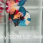Live Male Betta Galaxy Nemo Plakat (Sky-327) High quality What you see What you get!!