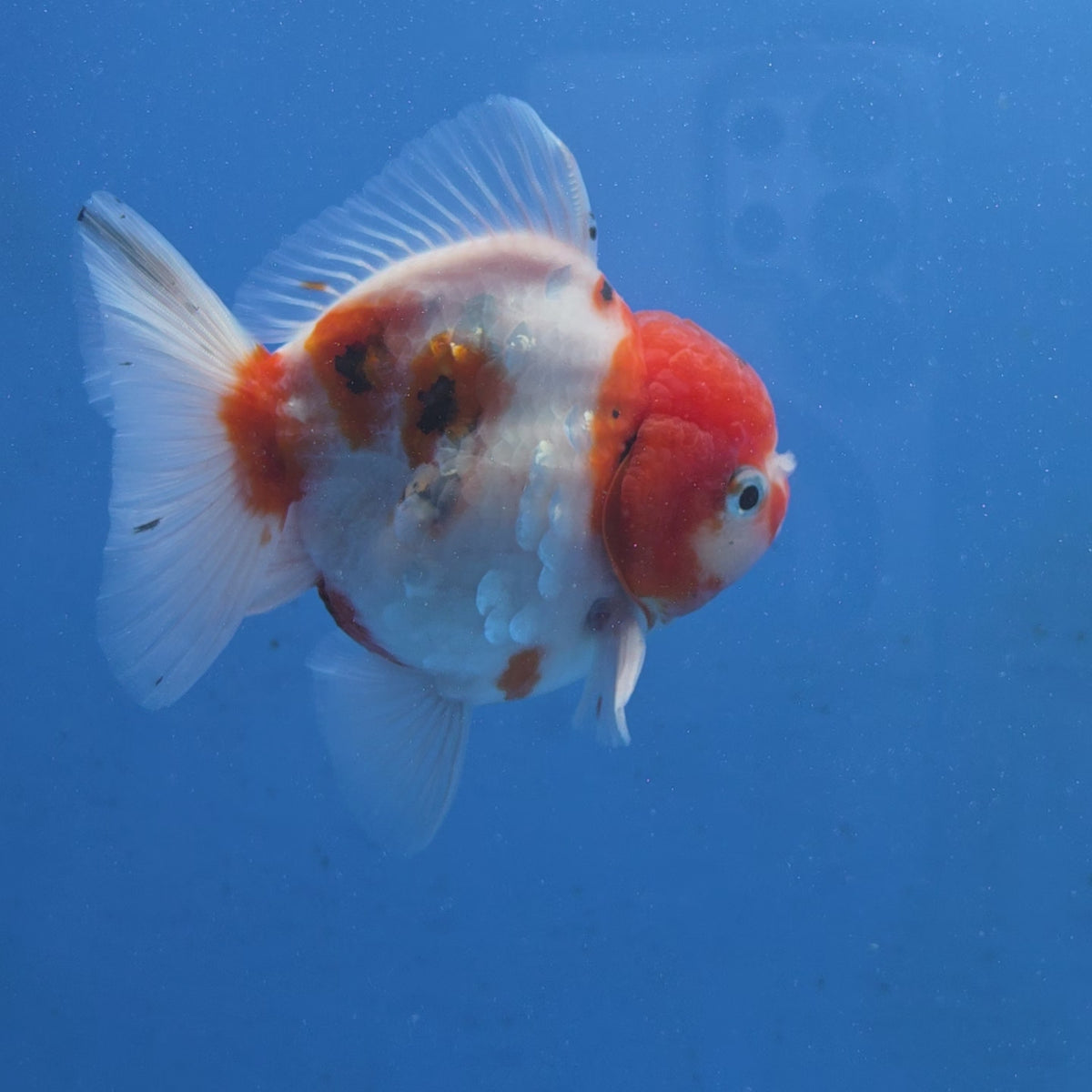Thai Oranda Red Cap Tri color Sakuda Godzilla 4 inch Body male (G-FEB-112)BlueTubB