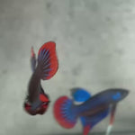 Live Male Betta Blue Red Imbellis Wild Plakat (BID-150)S188 High quality what you see what you get!!