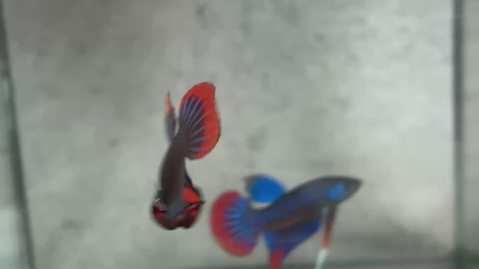 Live Male Betta Blue Red Imbellis Wild Plakat (BID-150)S188 High quality what you see what you get!!
