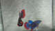 Live Male Betta Blue Red Imbellis Wild Plakat (BID-150)S188 High quality what you see what you get!!