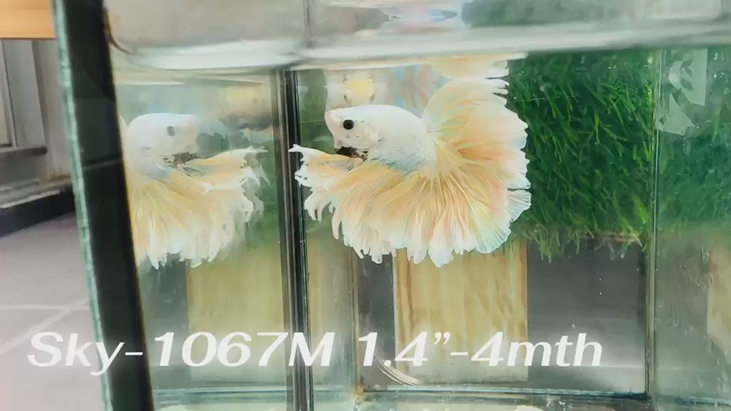 Live Male Betta Fancy Yellow Light colors Halfmoon Rosetail (Sky-1067)S185 High quality what you see what you get!!