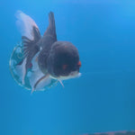 Thai Oranda Panda 3.5” Male(FEB-709)R1A07