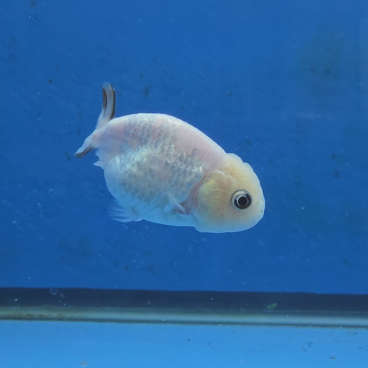 Thai Ranchu White Tiger 2.50" Body Female (FEB-868)R2B02