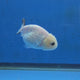 Thai Ranchu White Tiger 2.50" Body Female (FEB-868)R2B02