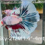 Live Male Betta Fancy marble Halfmoon (Sky-212) High quality what you see what you get!!