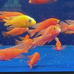 Live Freshwater Aquarium Pink Peacock African Cichlid  (Aulonocara Sp.)(CHD-133)