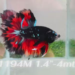 Live Male Betta Red Black Galaxy Halfmoon (Sky-1194) High quality what you see what you get!!