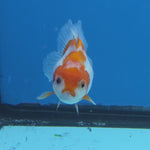 Thai Oranda Red and White Color 2.5 in Body Female (FEB-531)R3A06