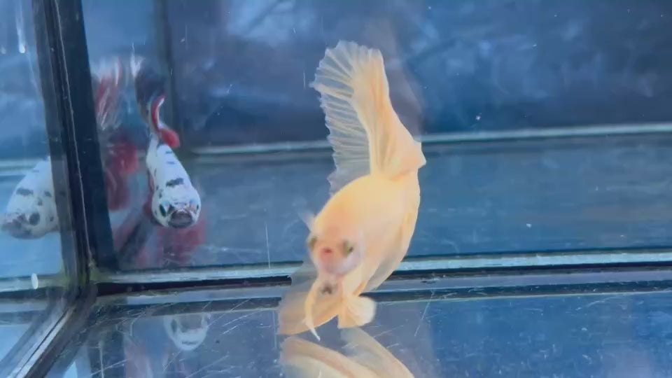 Live Male Betta Super Yellow Solid color Over Halfmoon (TNK-A847) High quality what you see what you get!!