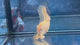 Live Male Betta Super Yellow Solid color Over Halfmoon (TNK-A847) High quality what you see what you get!!