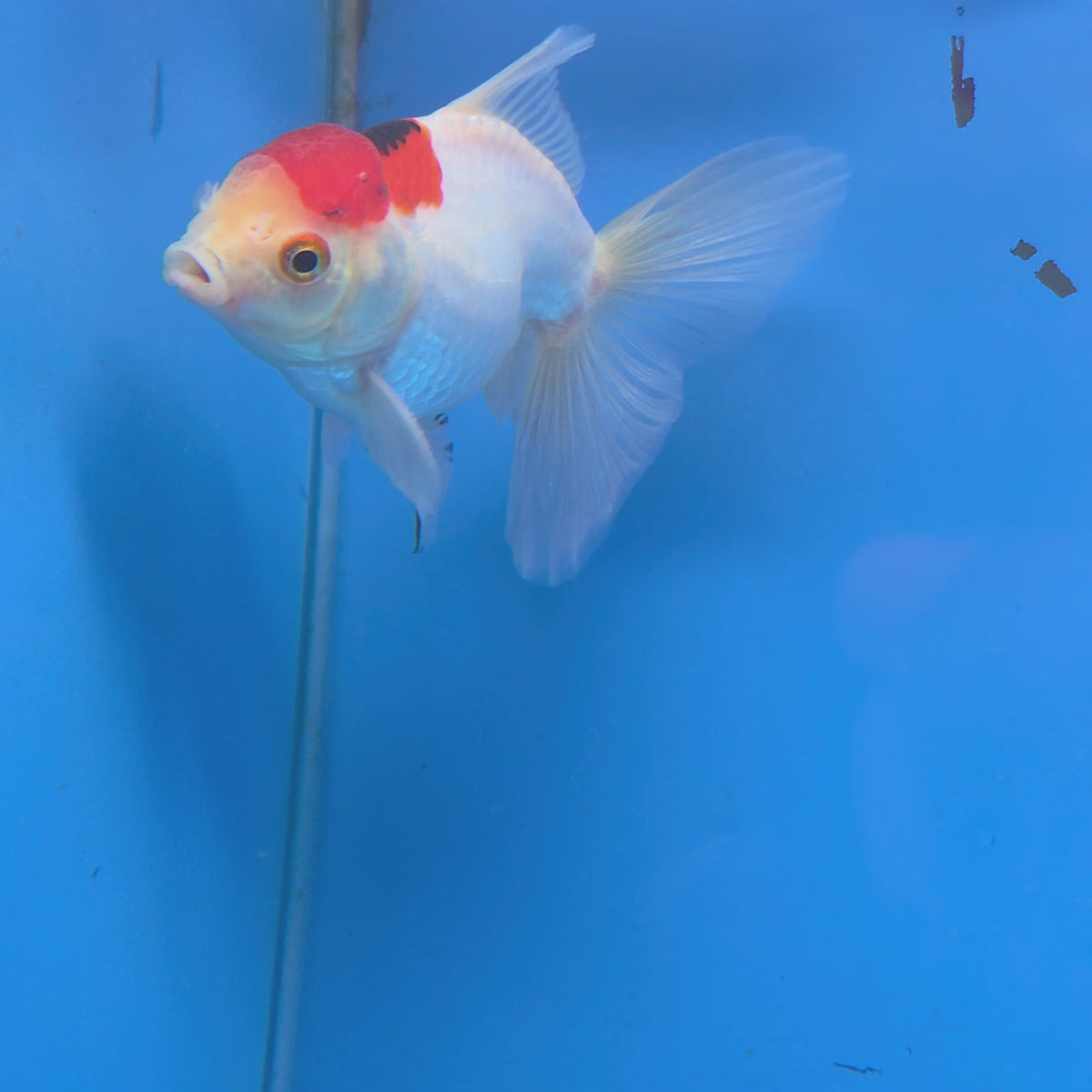 Thai Oranda Red Cap White 3.00 inch Body Male(FEB-841)R2B04