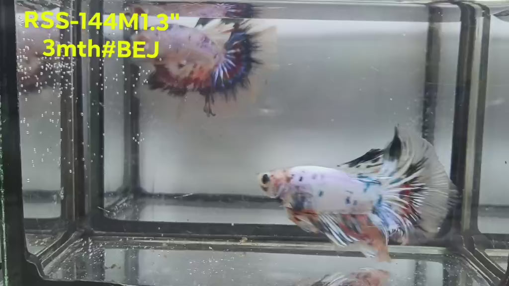 Live Male Betta Fancy Marble Halfmoon (RSS-144)High quality what you see what you get!!