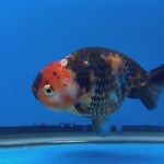 Chinese Ranchu Calico 4” Body Male(CK-1466)BLUETUBC
