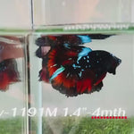 Live Male Betta Red Black Galaxy Halfmoon (Sky-1191) High quality what you see what you get!!