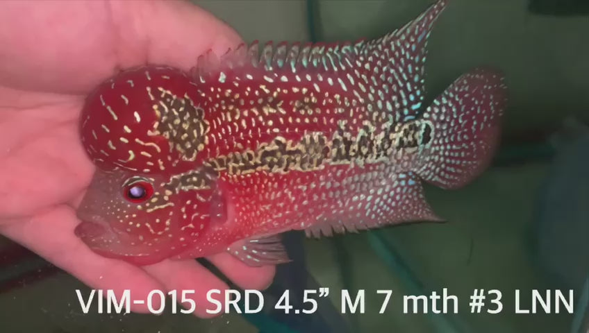 (VIM-015) SUPER RED KING KAMFA FLOWERHORN 4.5"INCH