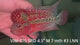 (VIM-015) SUPER RED KING KAMFA FLOWERHORN 4.5"INCH