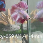 Live Male Betta Fancy Pink Tone Pastel colors Halfmoon (Sky-059) High quality what you see what you get!!