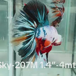 Live Male Betta Fancy marble mixed colors Halfmoon (Sky-207) High quality what you see what you get!!