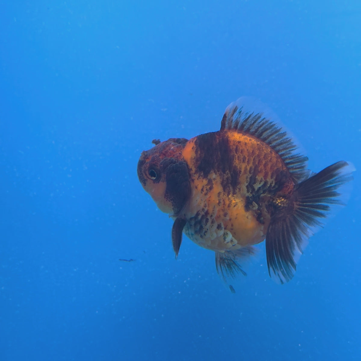 Thai Oranda Calico Sakura Shogun Farm 3" Body Male (FEB-826)R3B19