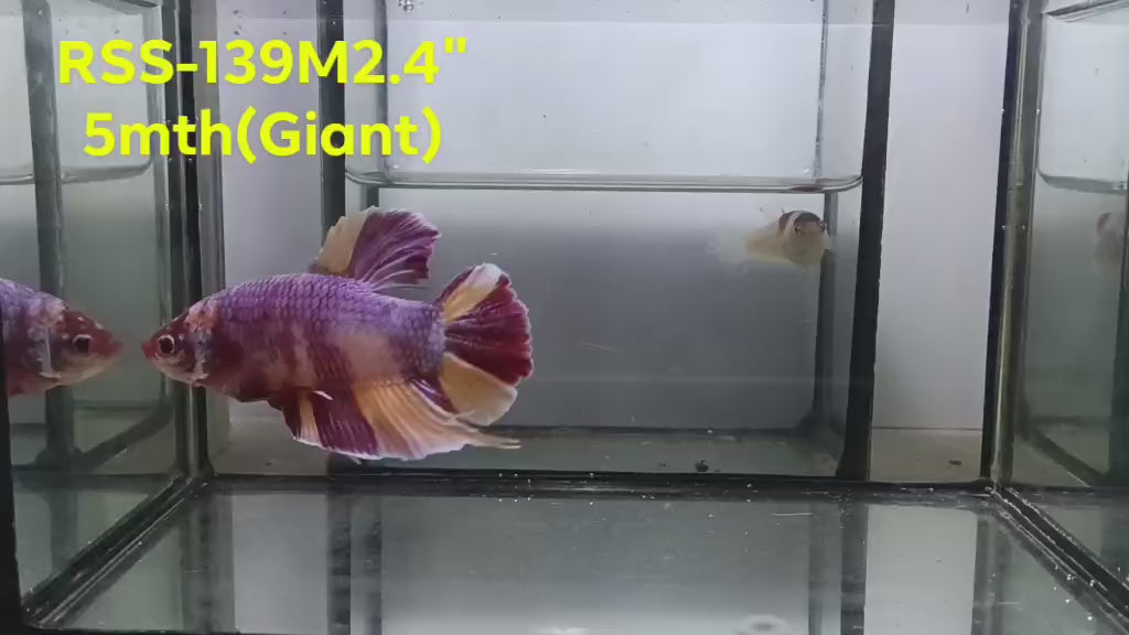 Live Male Betta Candy Sweet colors Giants Plakat (RSS-139) High quality what you see what you get!!