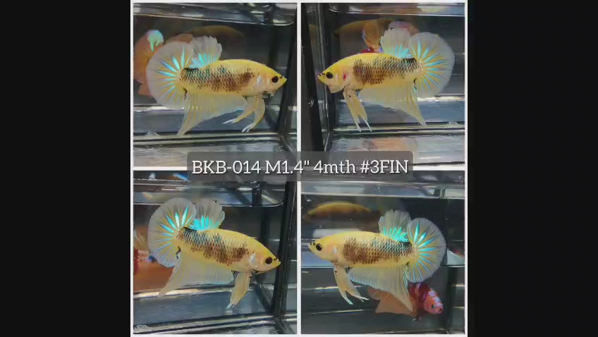 Live Male Betta Yellow Galaxy Koi Plakat (BKB-014) High quality what you see what you get!!