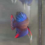 Live Male Betta Blue Red Imbellis Wild Plakat (TNK-487)  High quality what you see what you get!!