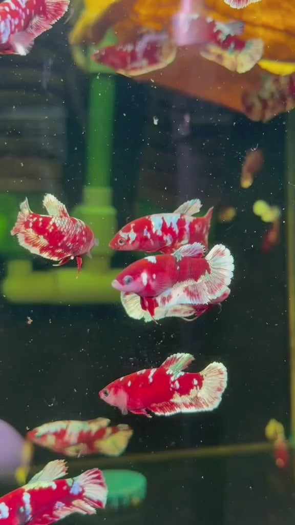 RED GALAXY FEMALE BETTA Sorority Group Our Choice (CBG-051)