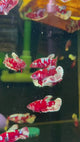 RED GALAXY FEMALE BETTA Sorority Group Our Choice (CBG-051)