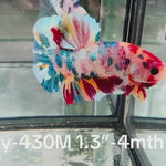 Live Male Betta Candy metallic mixed colors Plakat (Sky-430)High quality what you see what you get!!
