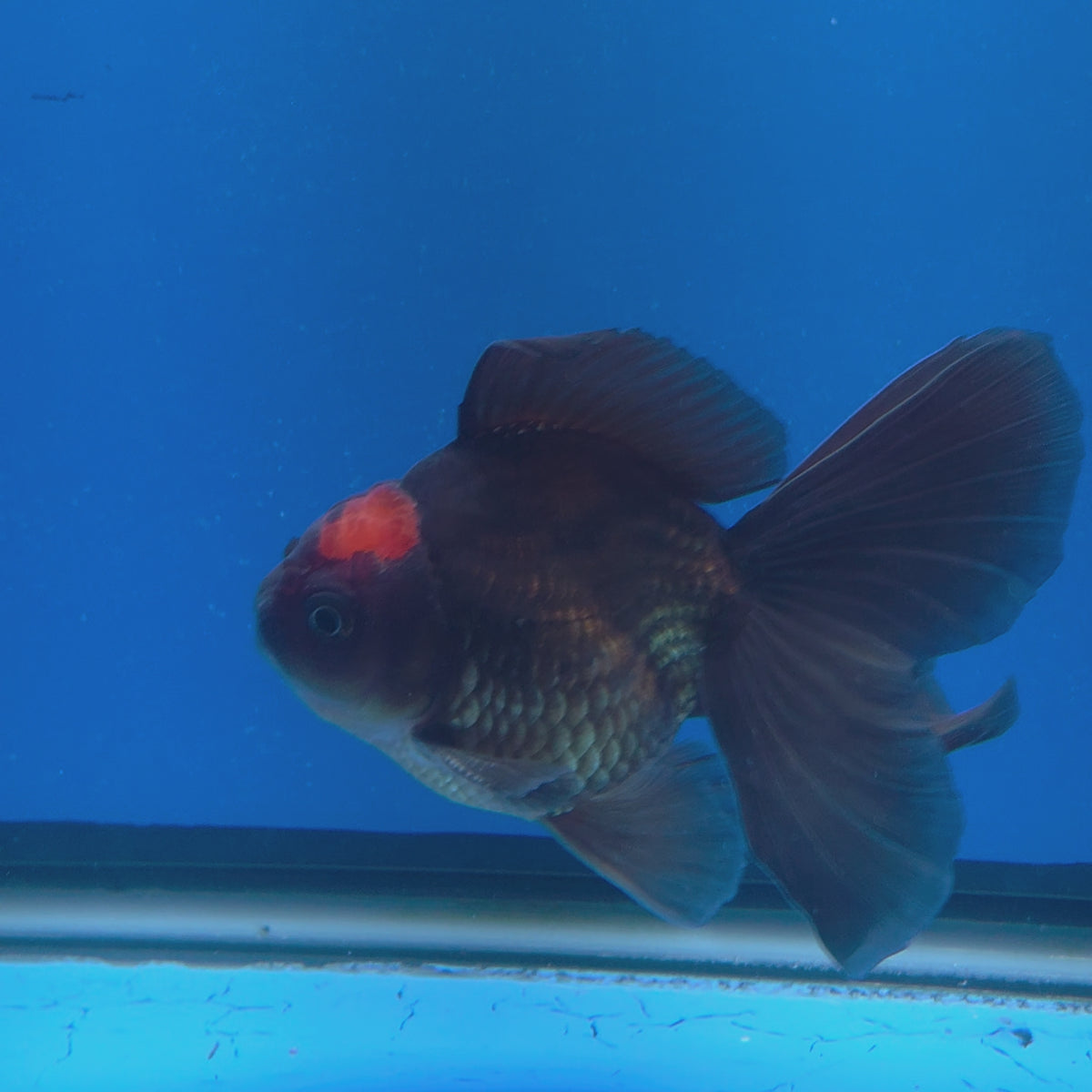 Thai Oranda Apache 3.00" Body Male (FEB-787)R1B03