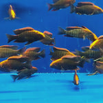 Live African Cichlid Sulfur Head/Apache Peacock (Aulonocara maylandi)(CHD-129)U027