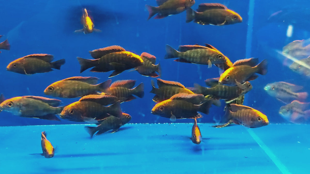 Live African Cichlid Sulfur Head/Apache Peacock (Aulonocara maylandi)(CHD-129)U027