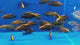Live African Cichlid Sulfur Head/Apache Peacock (Aulonocara maylandi)(CHD-129)U027