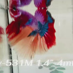 Live Male Betta Galaxy Nemo Halfmoon (Sky-531)High quality what you see what you get!!