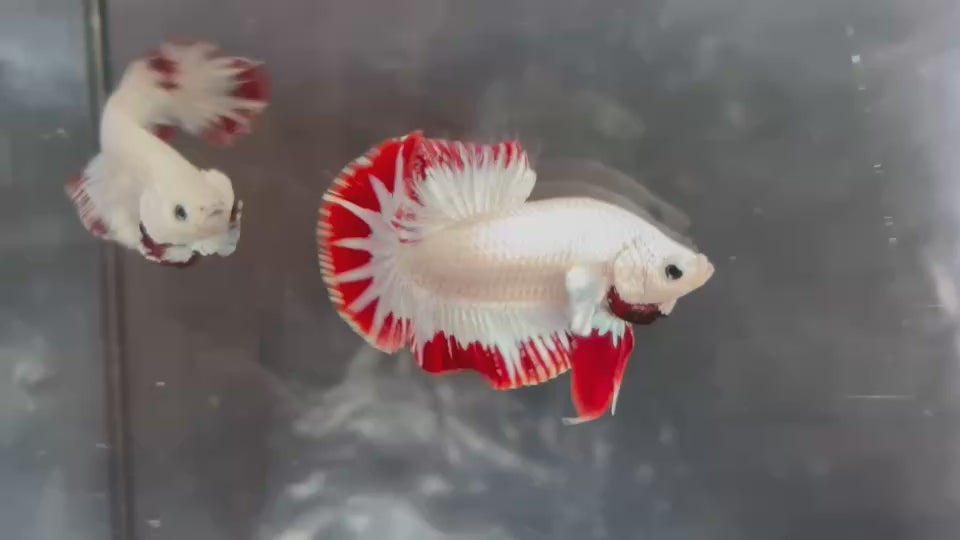 Live Male Betta Red Snow Dragon Plakat (TNK-A822) High quality what you see what you get!!