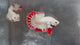 Live Male Betta Red Snow Dragon Plakat (TNK-A822) High quality what you see what you get!!