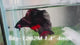 Live Male Betta Black Koi Halfmoon (Sky-1262) High quality What you see What you get!!