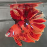Live Male Betta Red Nemo Fire Doubletail Halfmoon Rosetail (TNK-A741) High quality What you see What you get!!