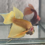 Live Male Betta Yellow Pineapple Splendens Hybrid Wild Plakat (BID-153) High quality What you see What you get!!