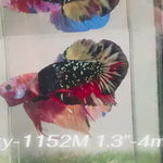 Live Male Betta Black Galaxy Stardust  Plakat (Sky-1152) High quality what you see what you get!!
