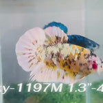 Live Male Betta Yellow Copper Galaxy Koi Plakat (Sky-1197) High quality what you see what you get!!